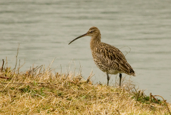 Curlew